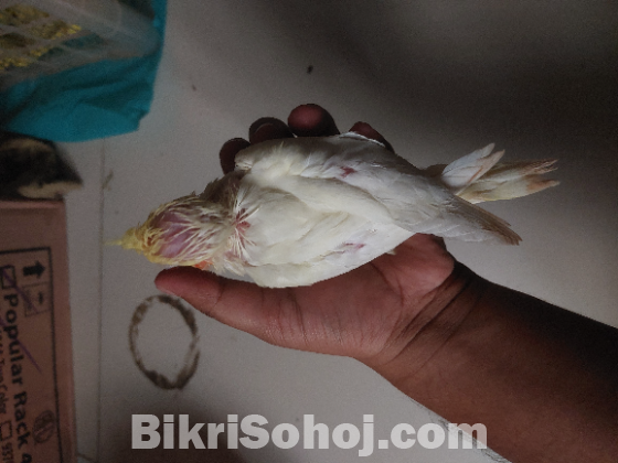 Lutino cockatiel baby